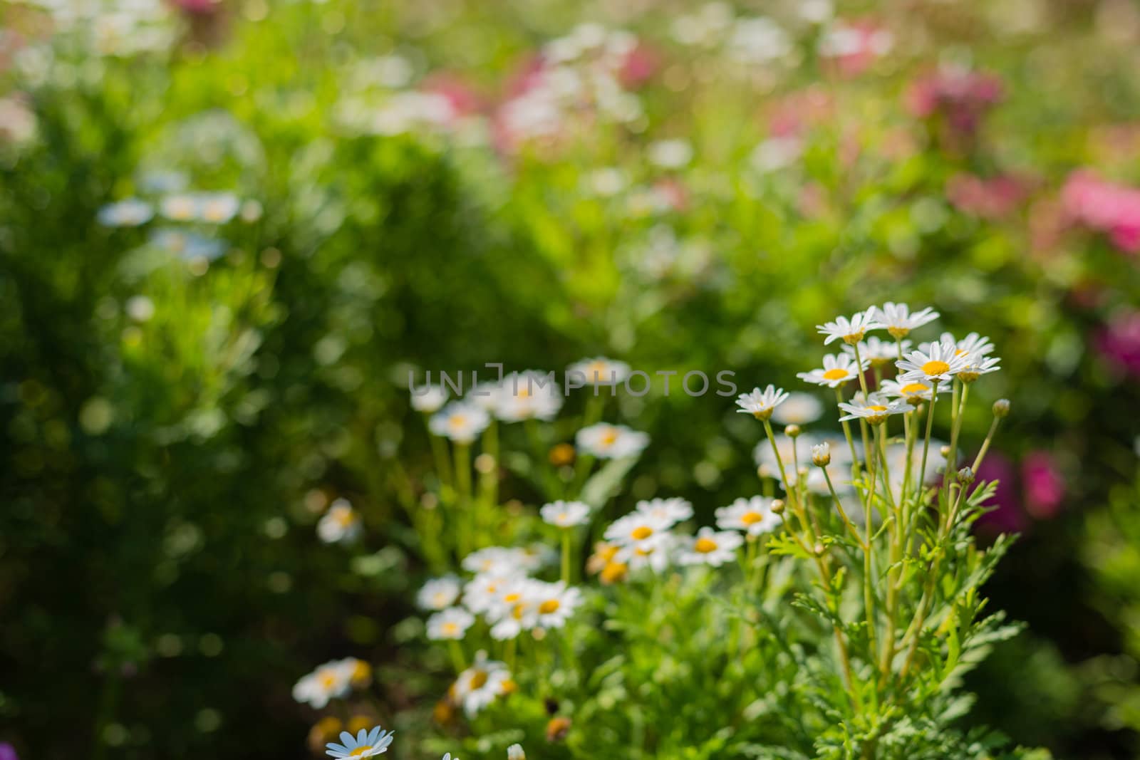 daisy flower in garden by moggara12