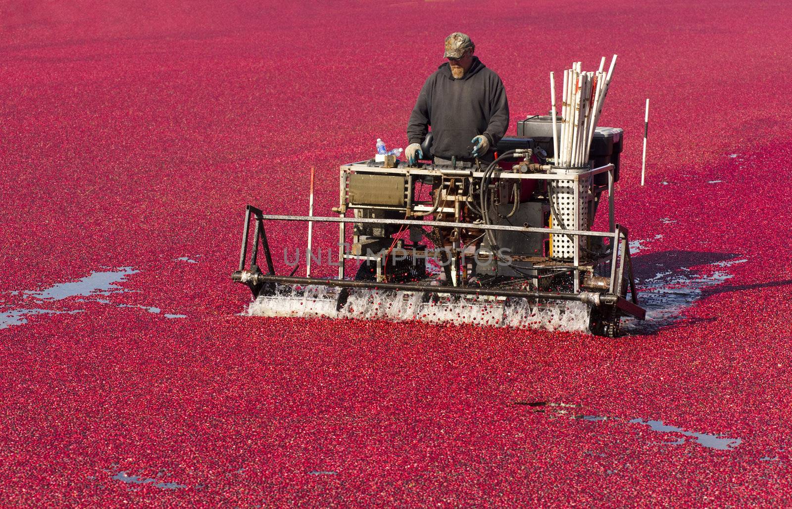 Fruit Harvest Cranberry Sweet Food Farmer by ChrisBoswell