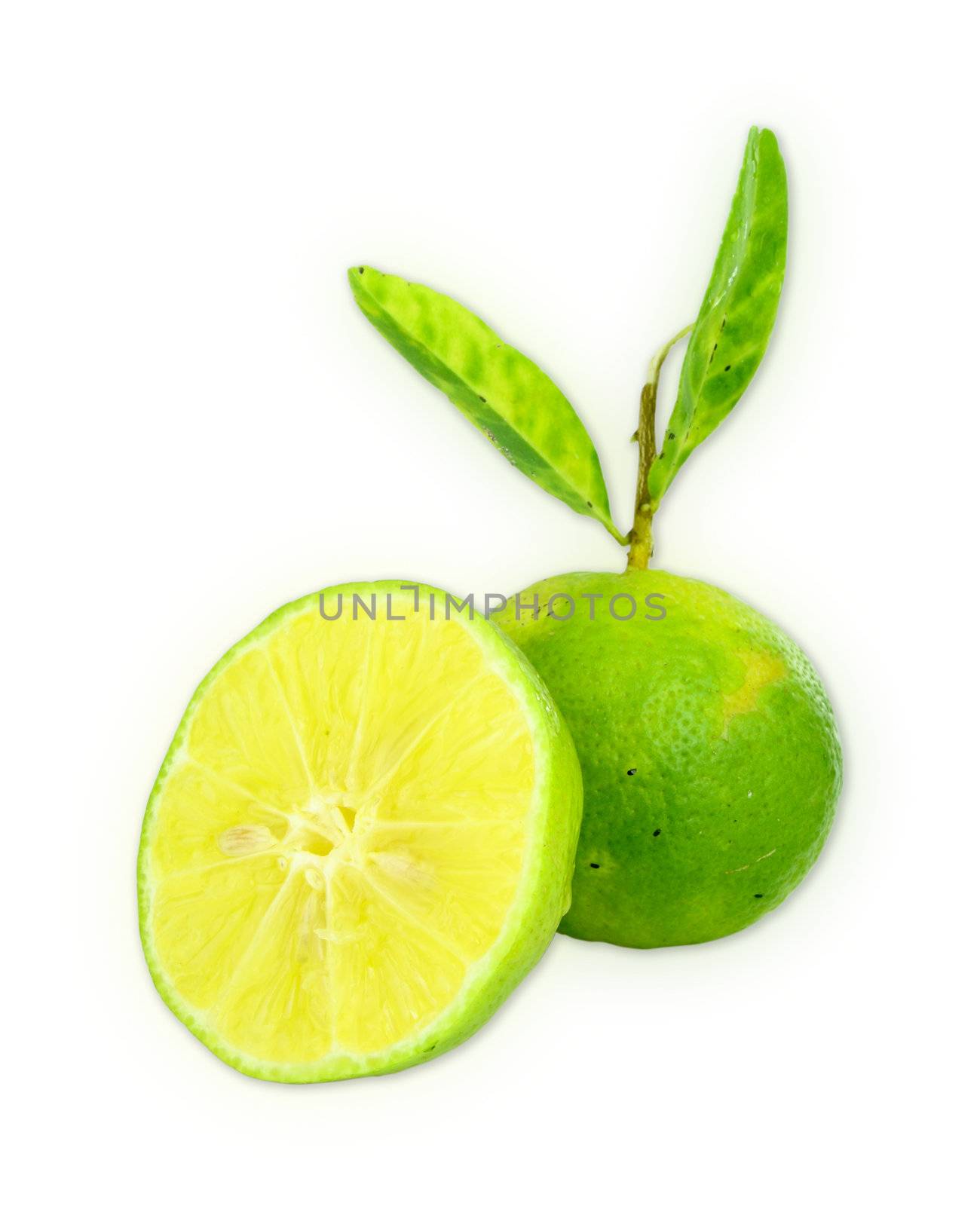 lemon on a white background