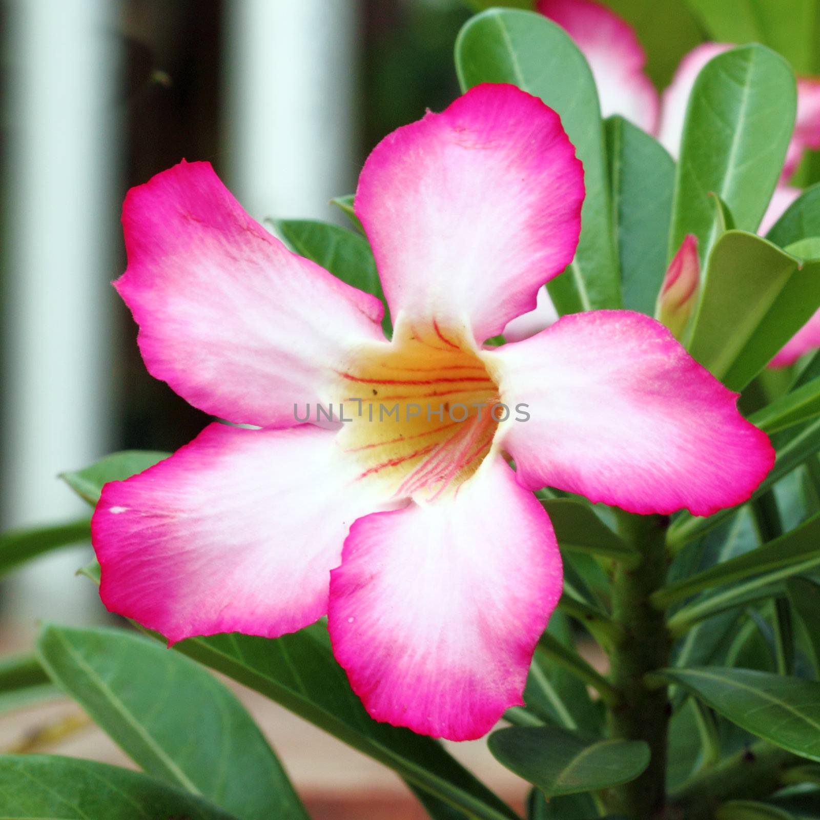 Tropical flower Pink Adenium by geargodz