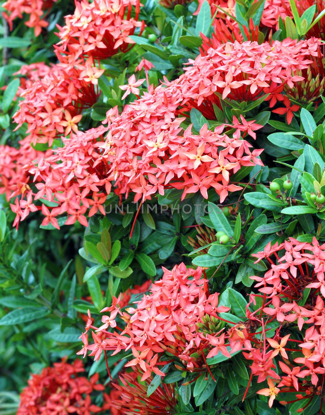 Jungle geranium (Ixora coccinea). Red color