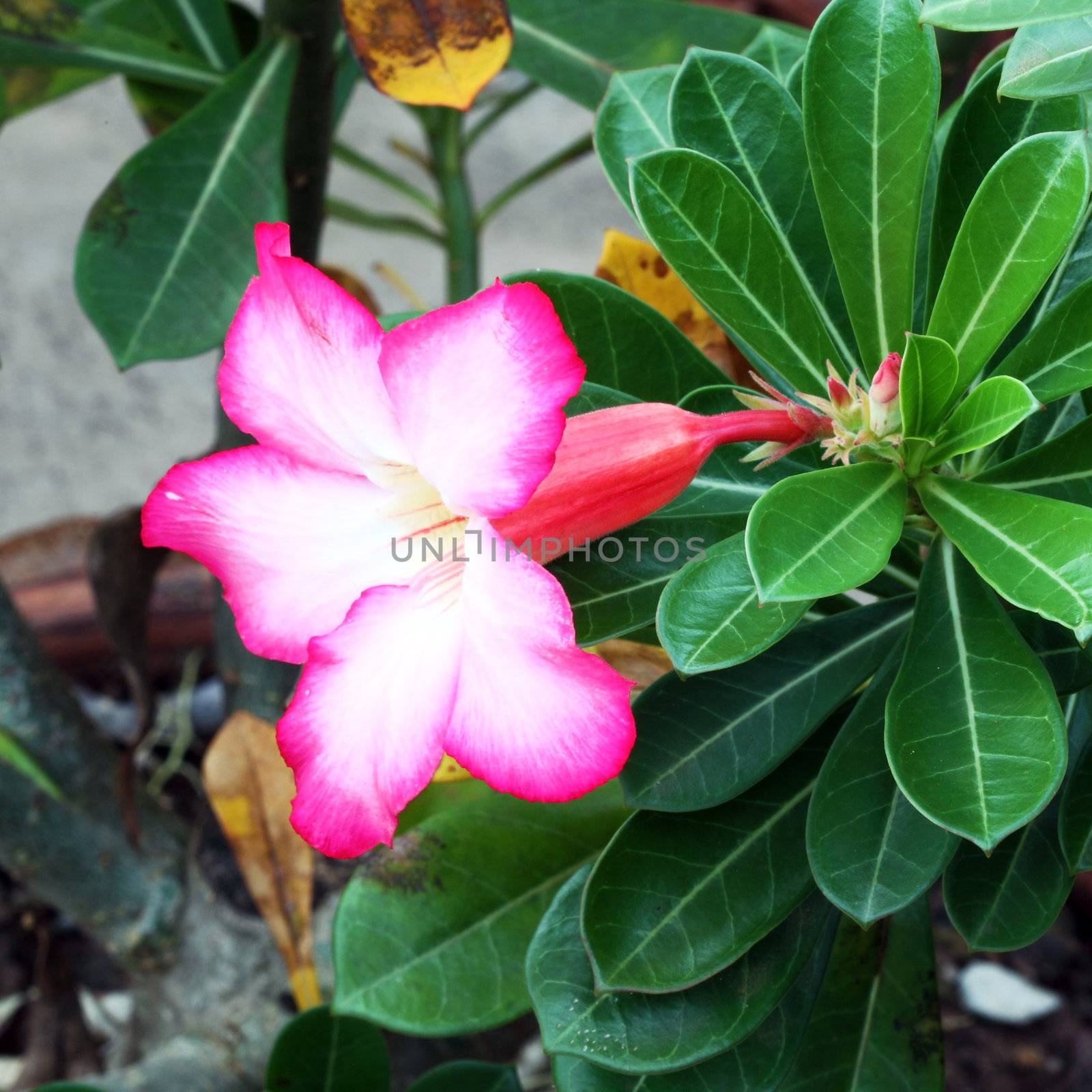 Tropical flower Pink Adenium (Desert rose)