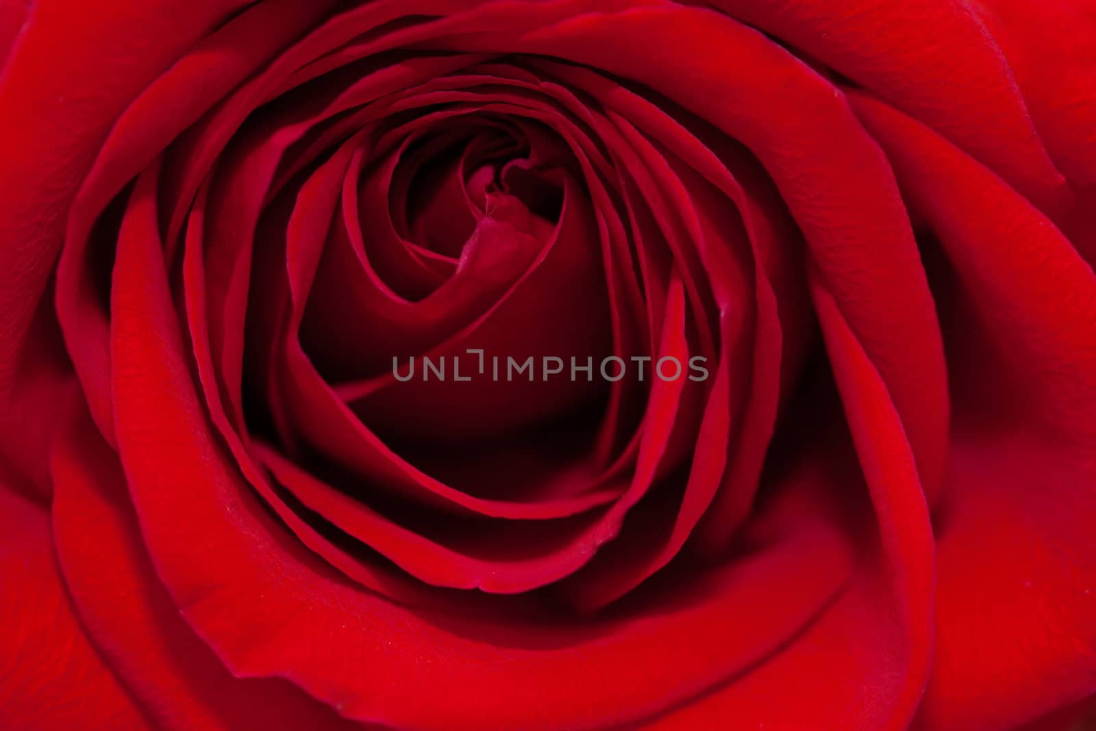 Red rose by oneinamillion