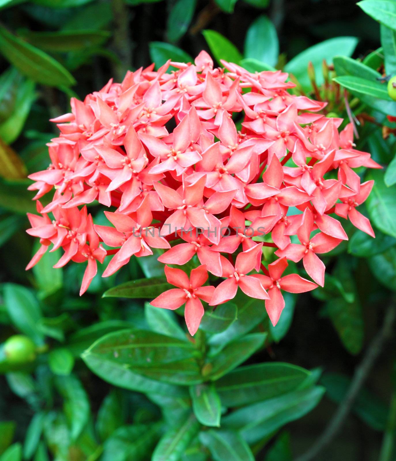 Jungle geranium (Ixora coccinea). Red color