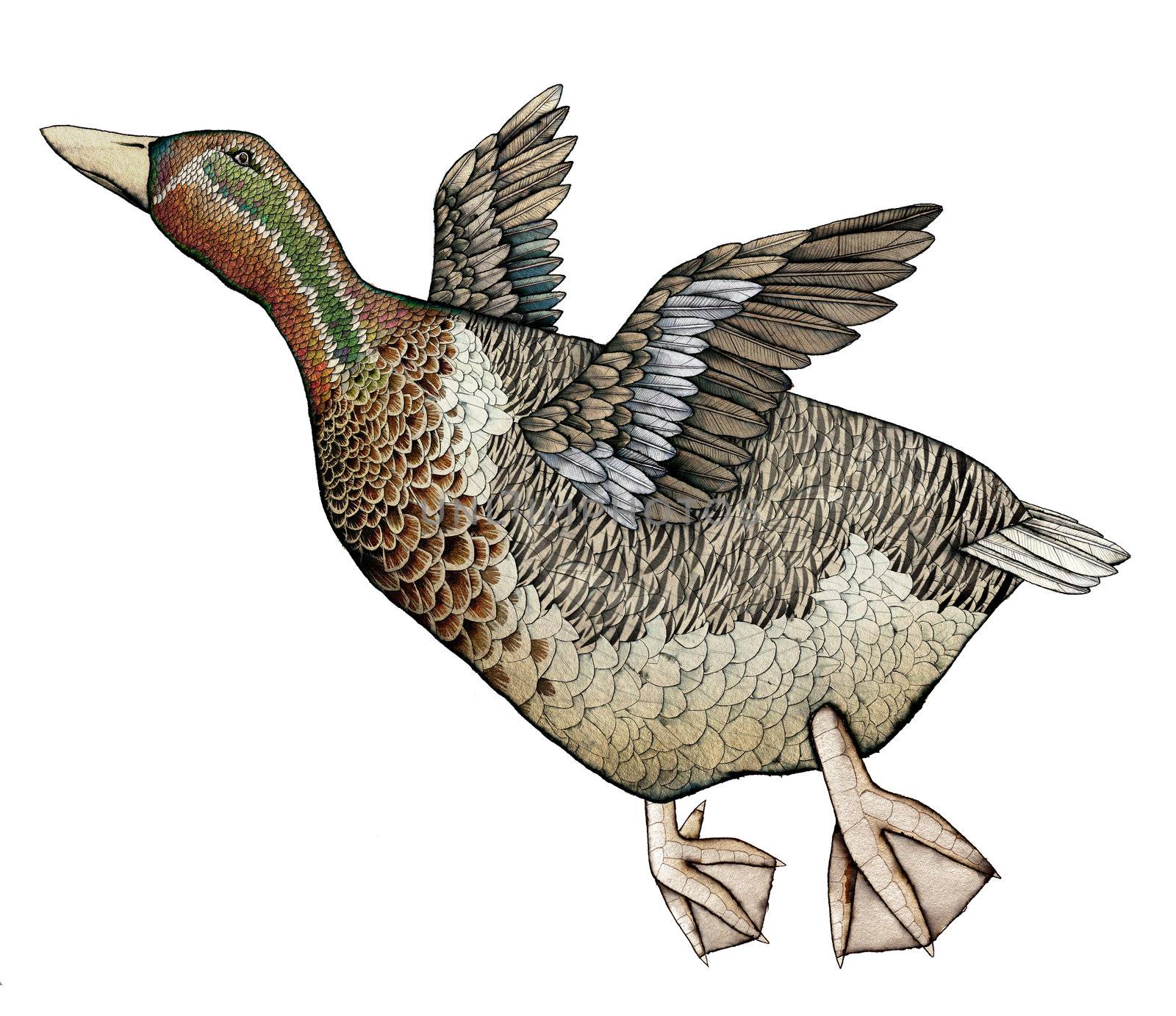 Goose or duck, Color Illustration by Morphart