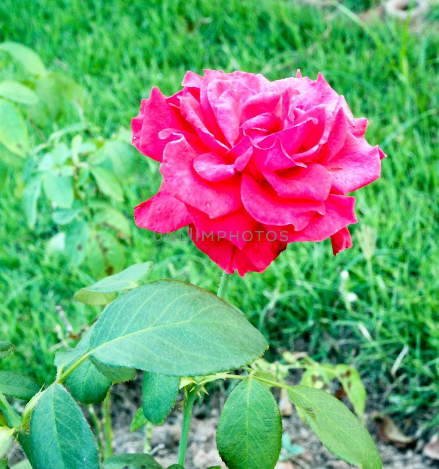 red rose on the branch in the garden