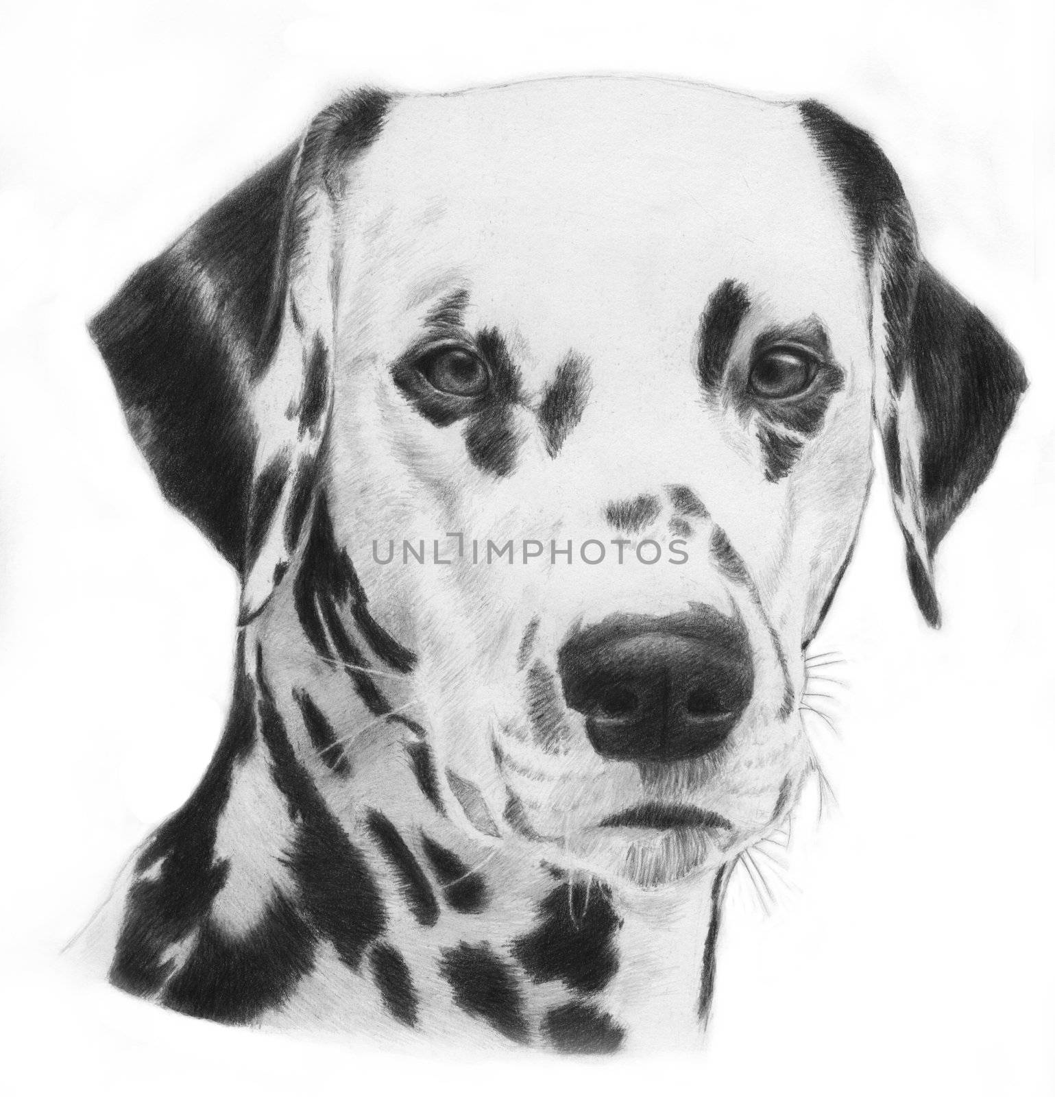 Dalmatian, illustration by Morphart