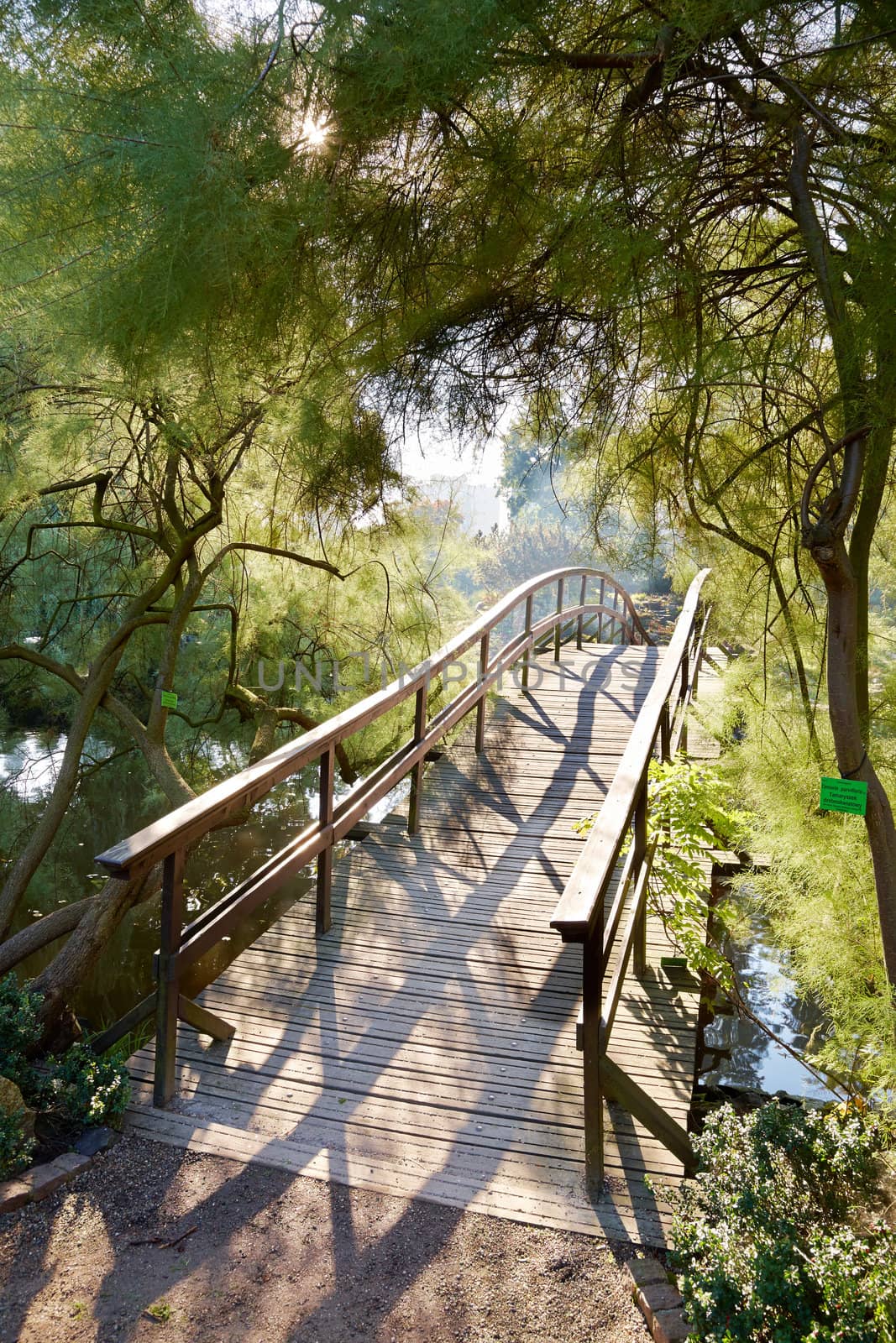 Japanese bridge in the garden in spring time