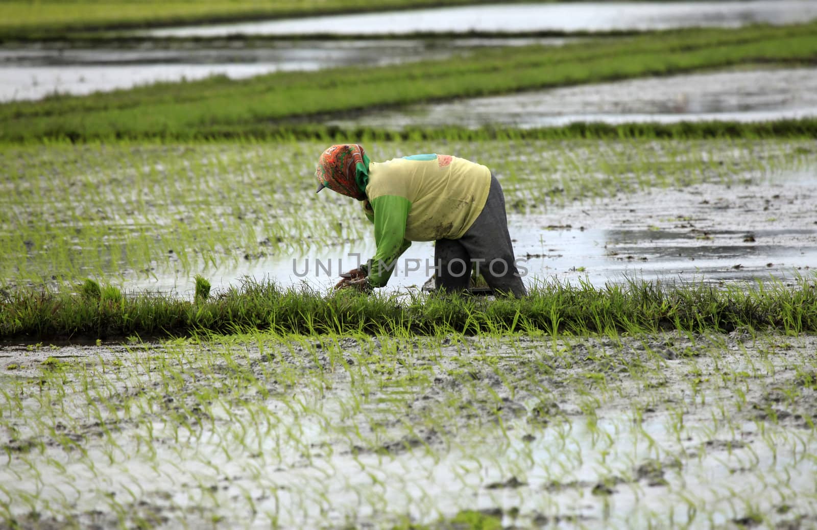 Farmer in paddy field. Bali, Indonesia