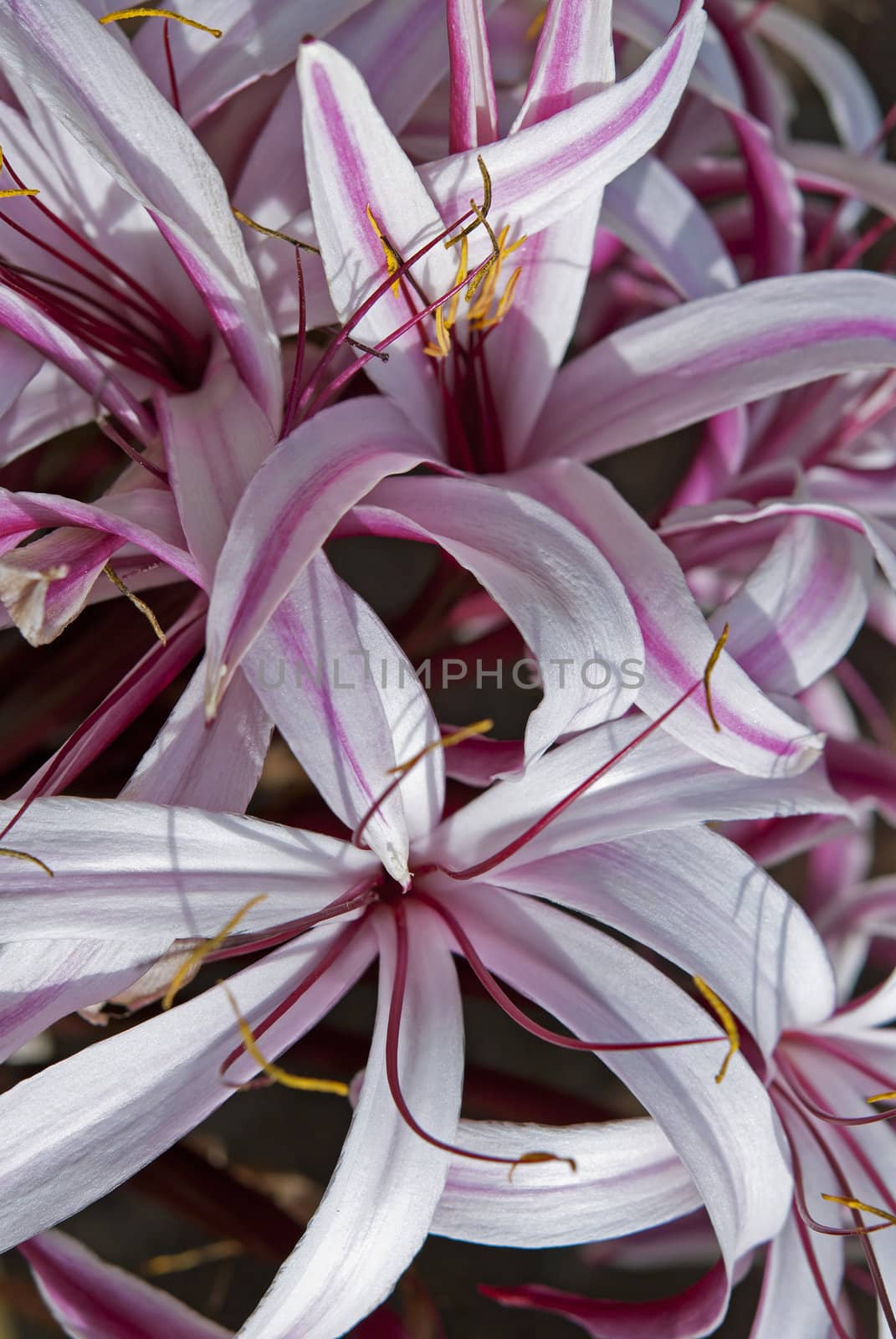 Beautiful tropical lilies,  white and purple colors