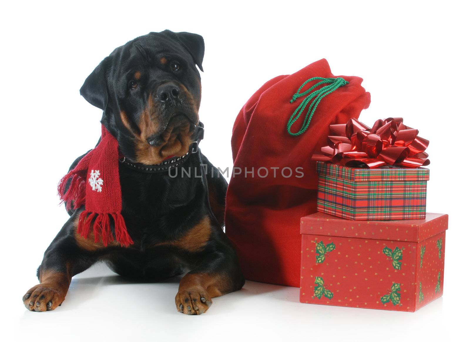 Rottweiler wearing scarf laying beside christmas present isolated on white background