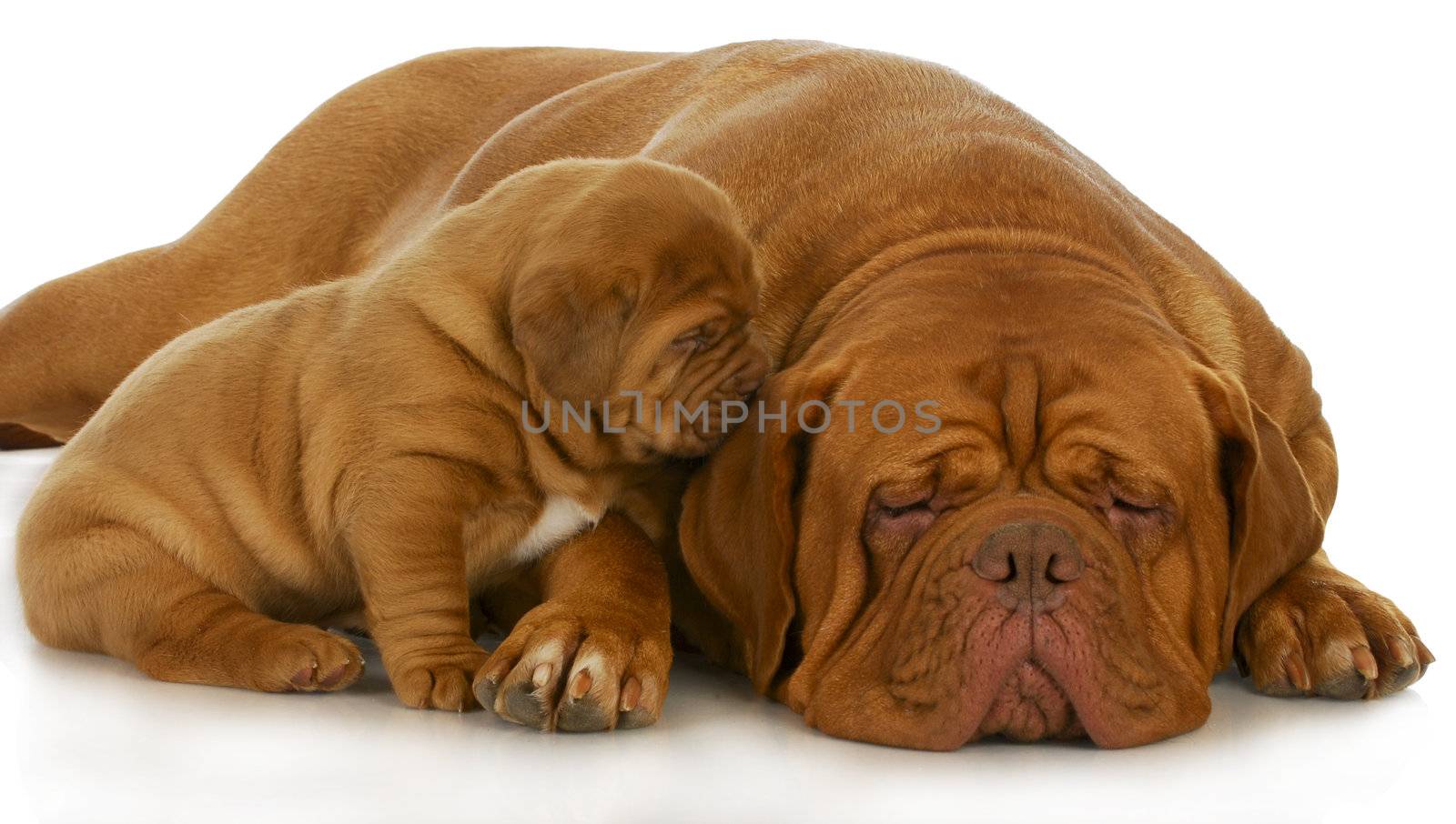 mother and puppy - dogue de bordeaux and four week old puppy isolated on white background