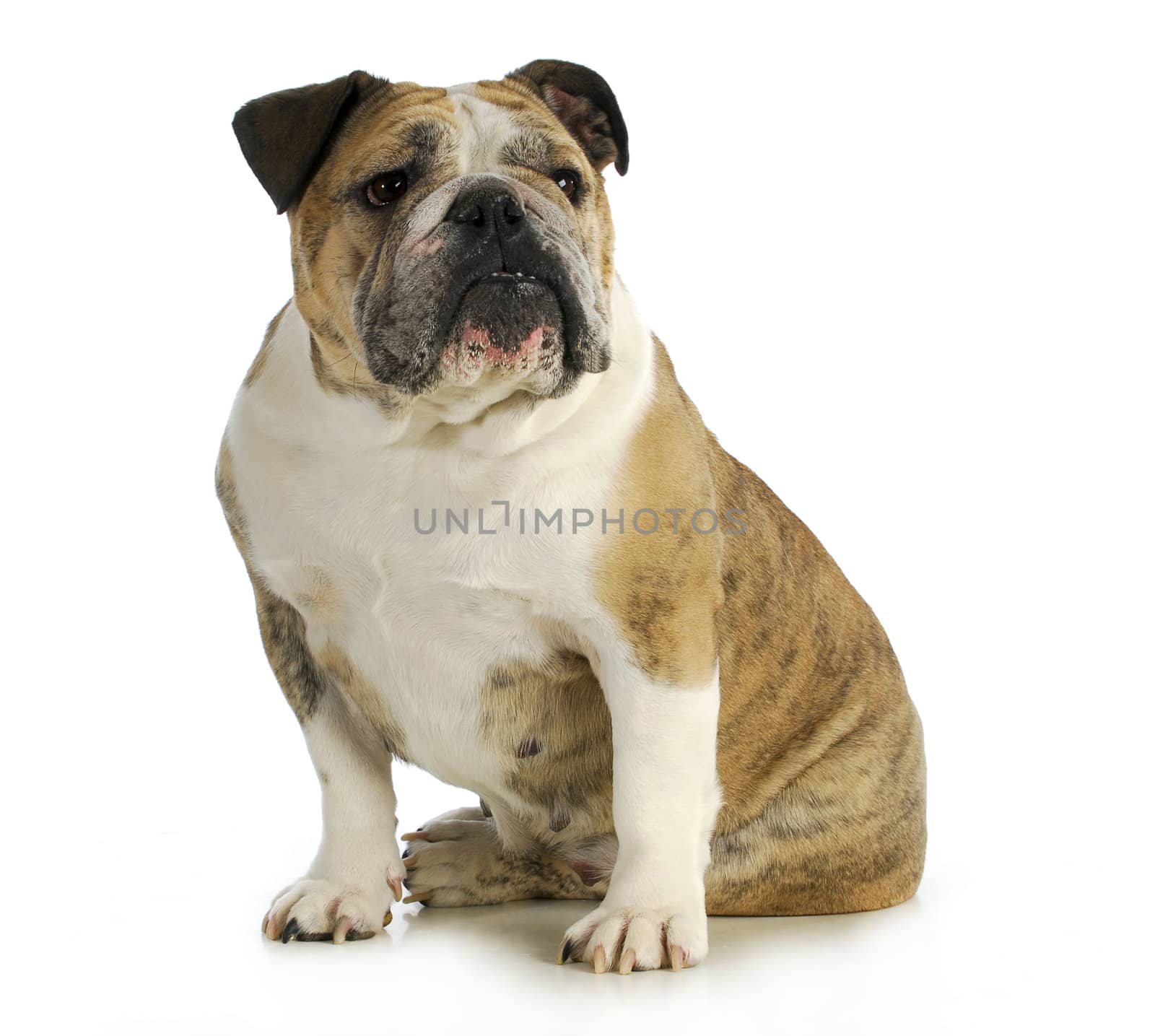 english bulldog sitting with reflection on white backgroundn- female 