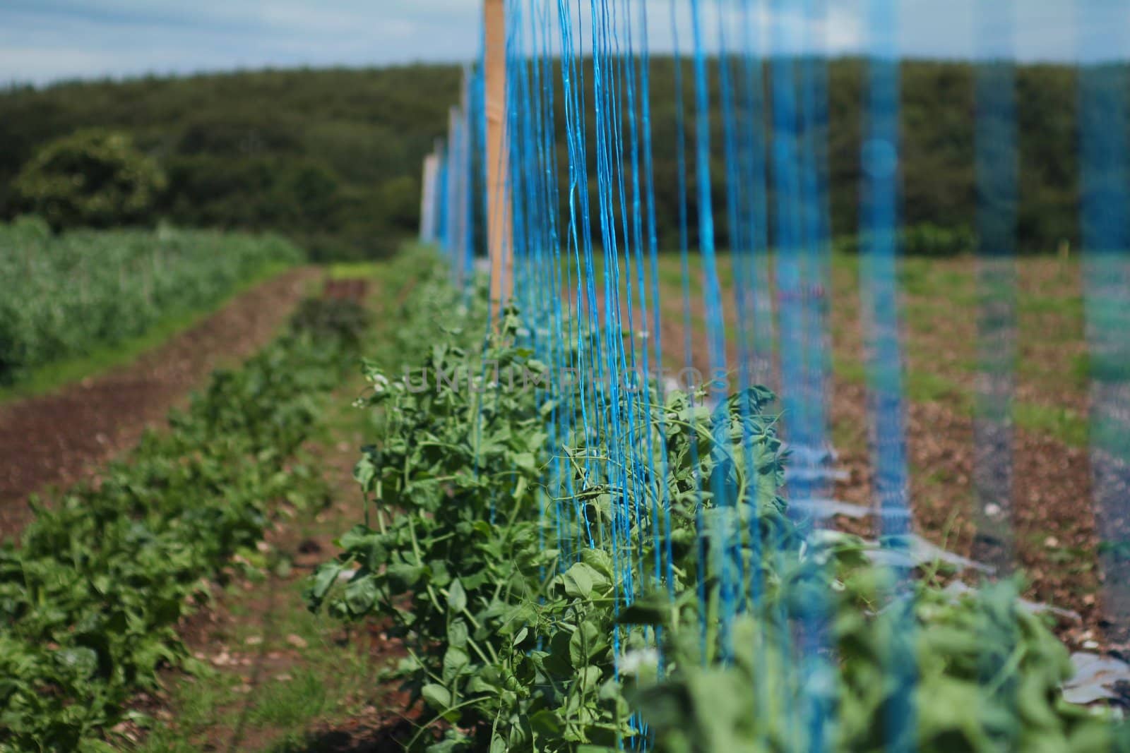 Field of organic peas, with blue strings in spring.