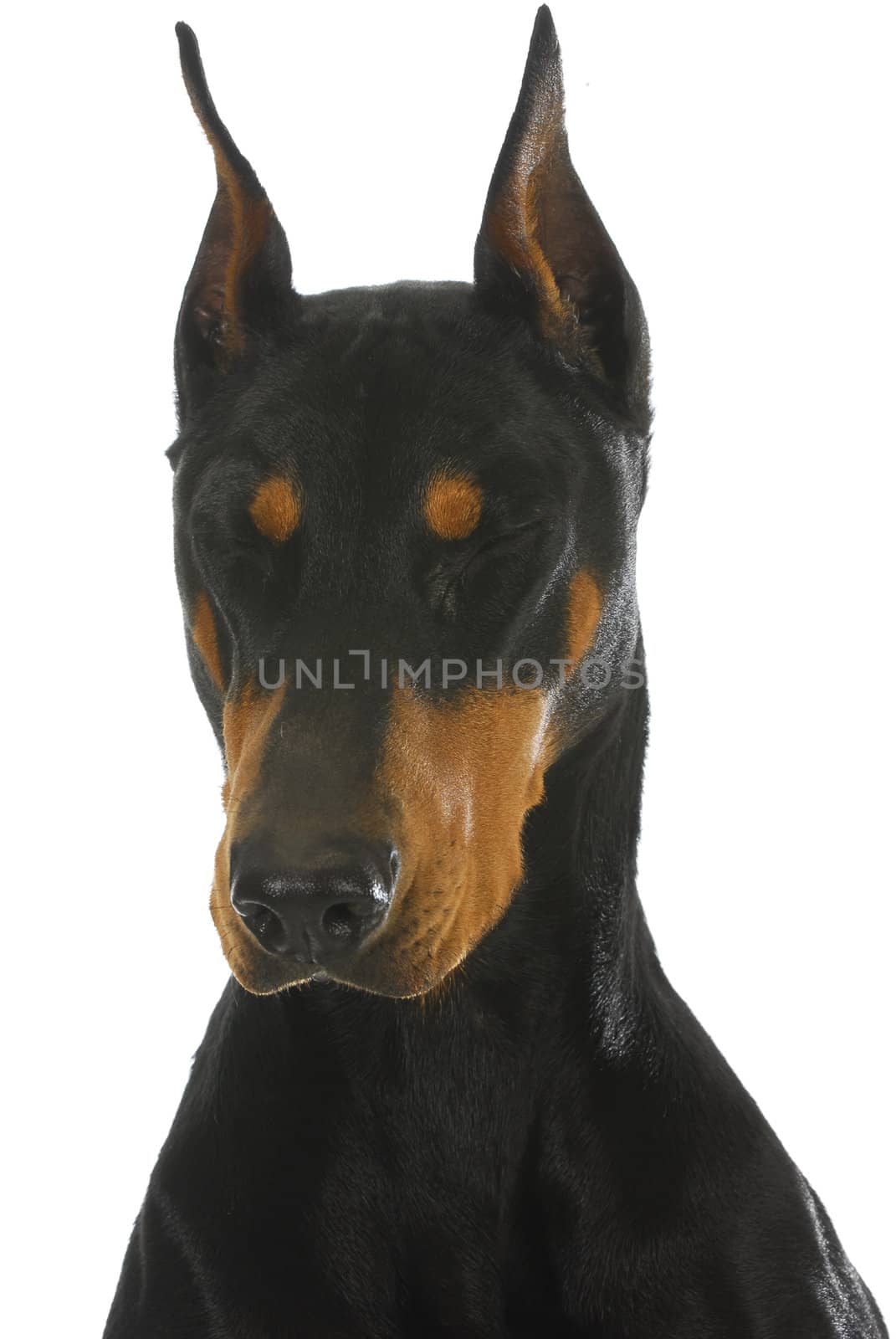 doberman pinscher with eyes closed on white background