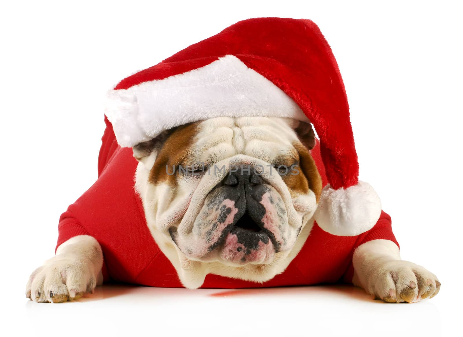 ho ho ho santa - english bulldog with jolly expression laying down on white background