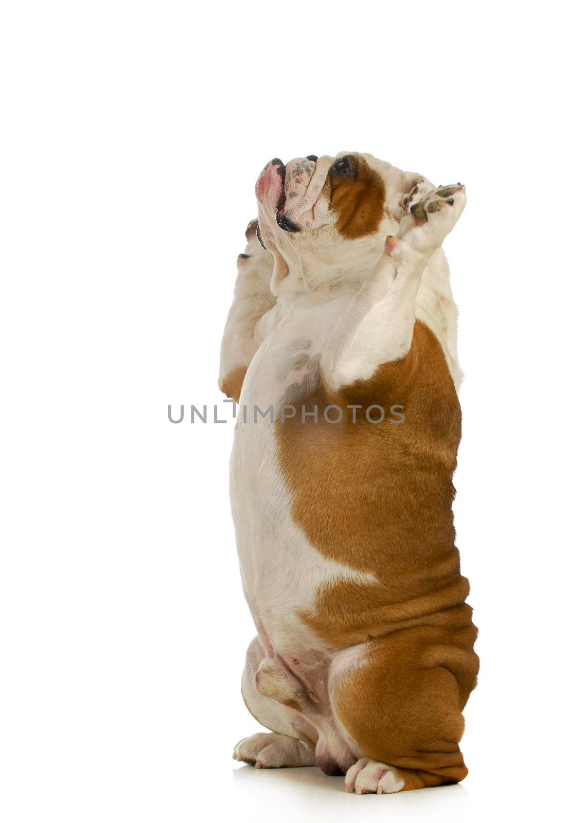 dog sitting up - english bulldog sitting up on back feet with paws up isolated on white background