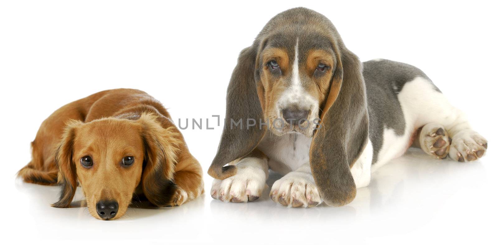 two puppies - basset hound and miniature dachshund puppy laying down looking at viewer on white background