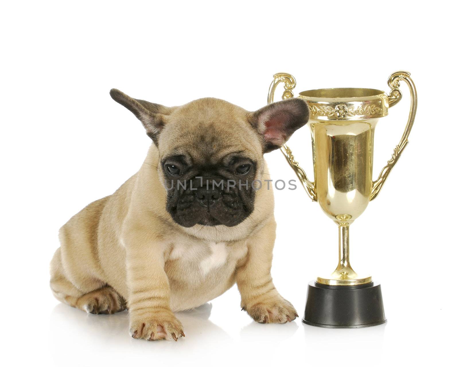 winning dog - french bulldog puppy sitting beside trophy - 8 week old frenchie puppy