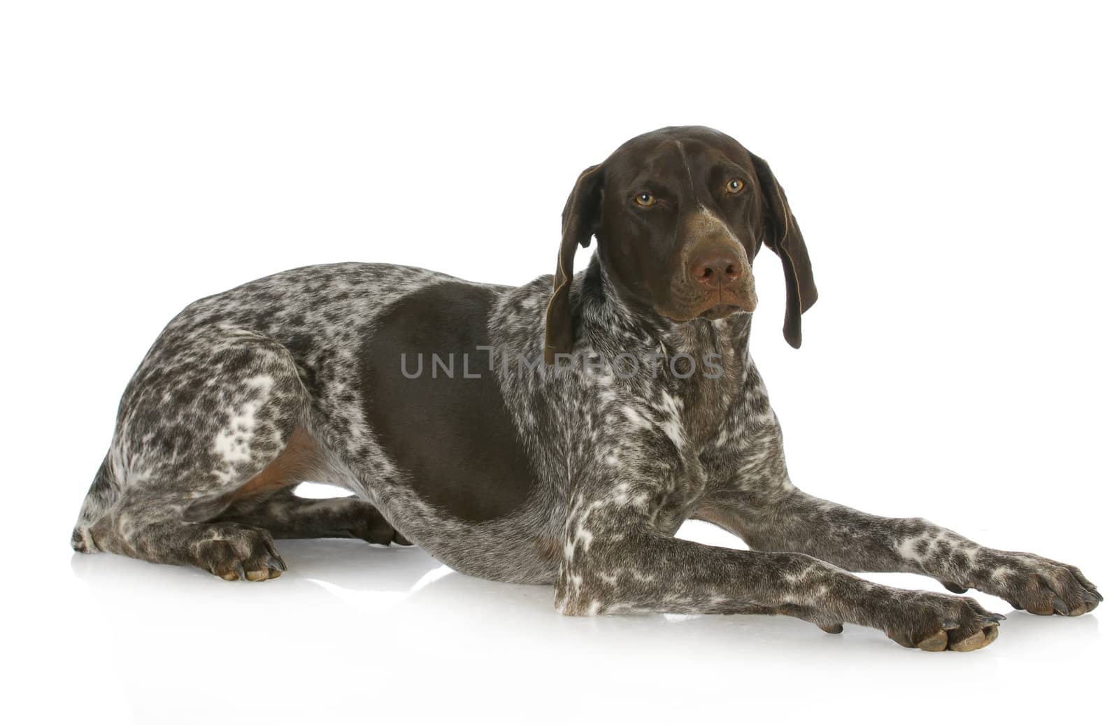 german short haired pointer laying down isolated on white background
