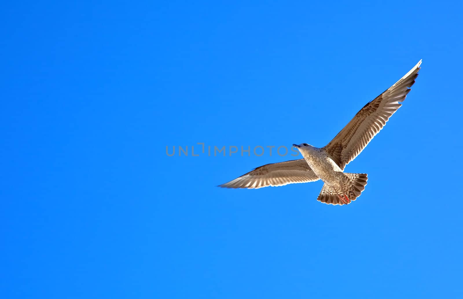 Single sea gull flying against background of blue sky