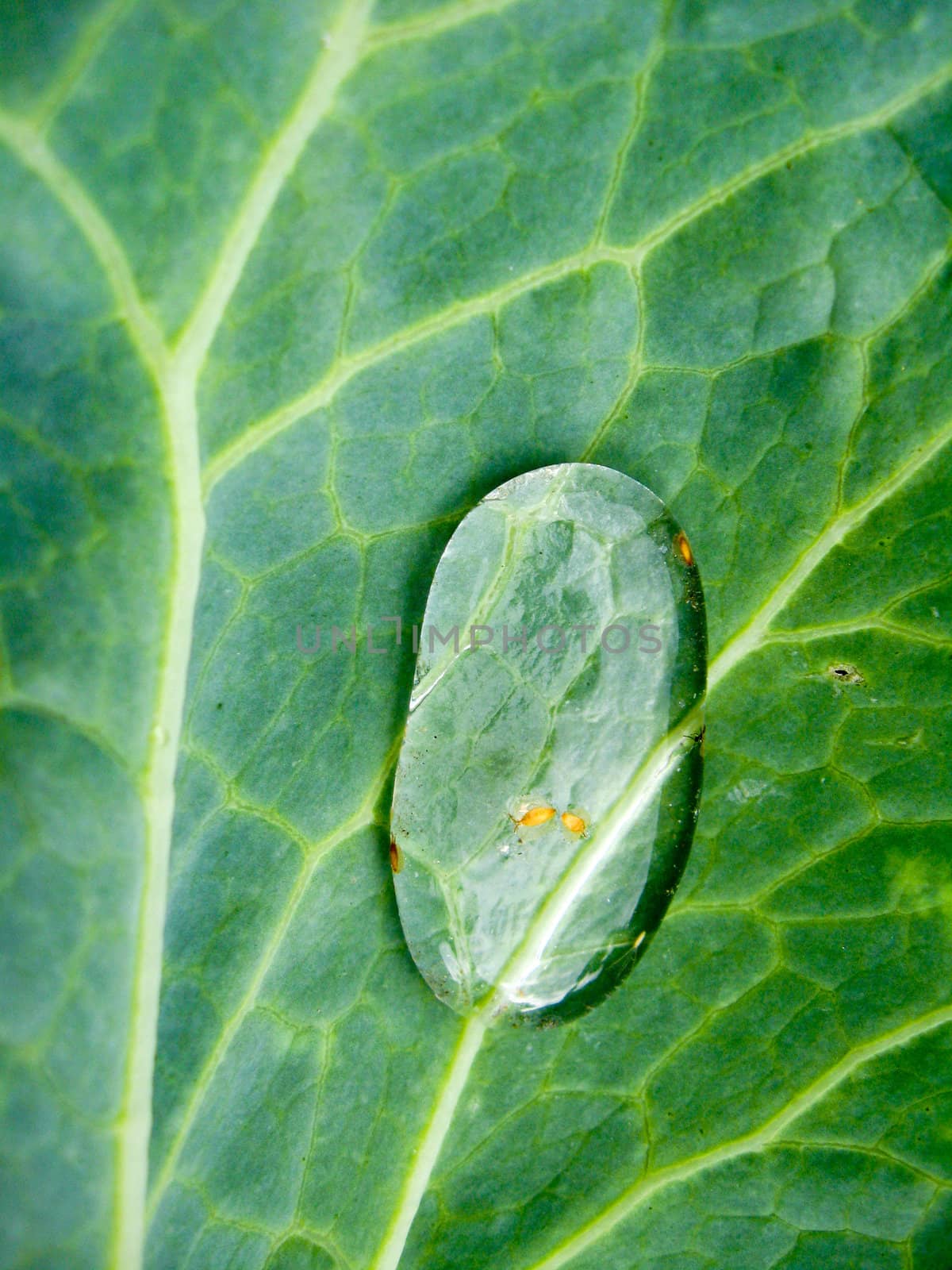 Transparent drop of water on a green leaf