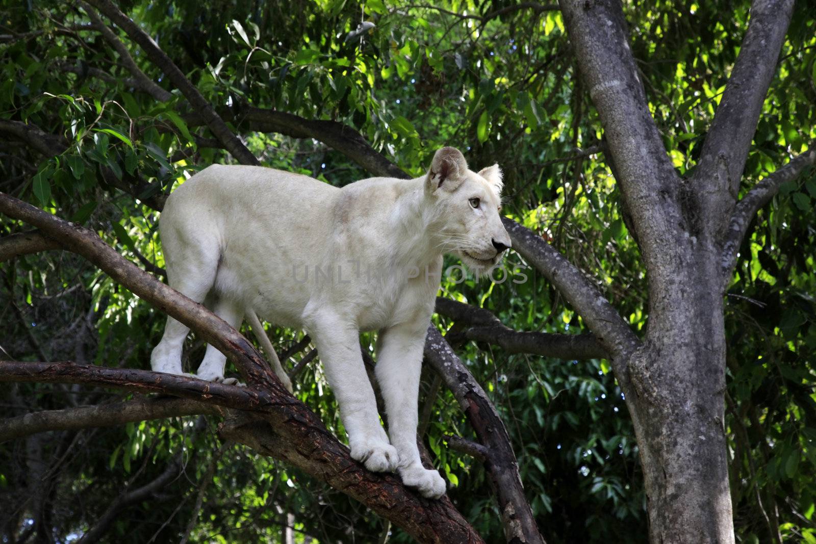 White lion. Casela Natural Park "Walk with lions". Mauritius. 