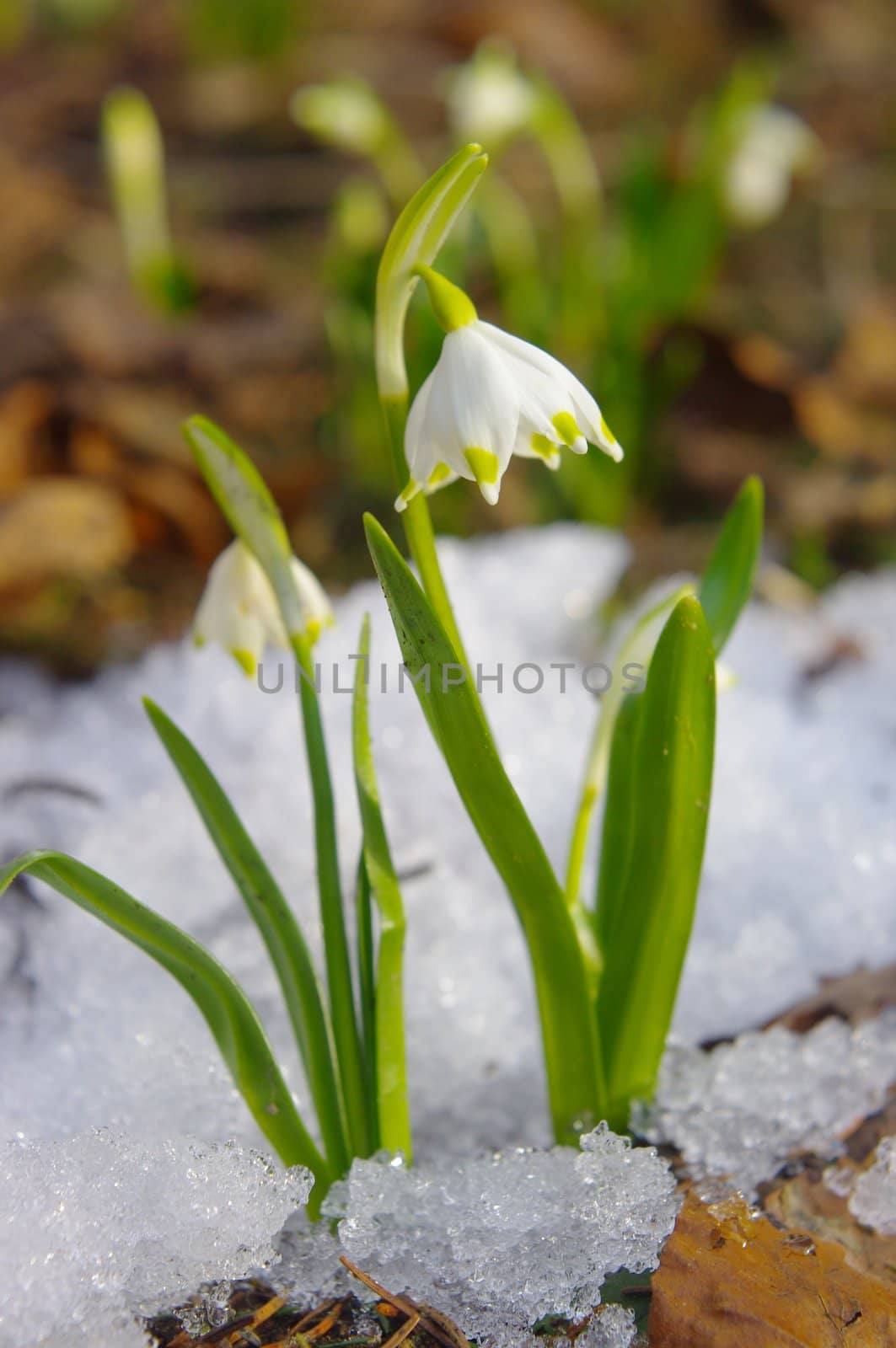 snowdrop spring snowflake lilies of the valley