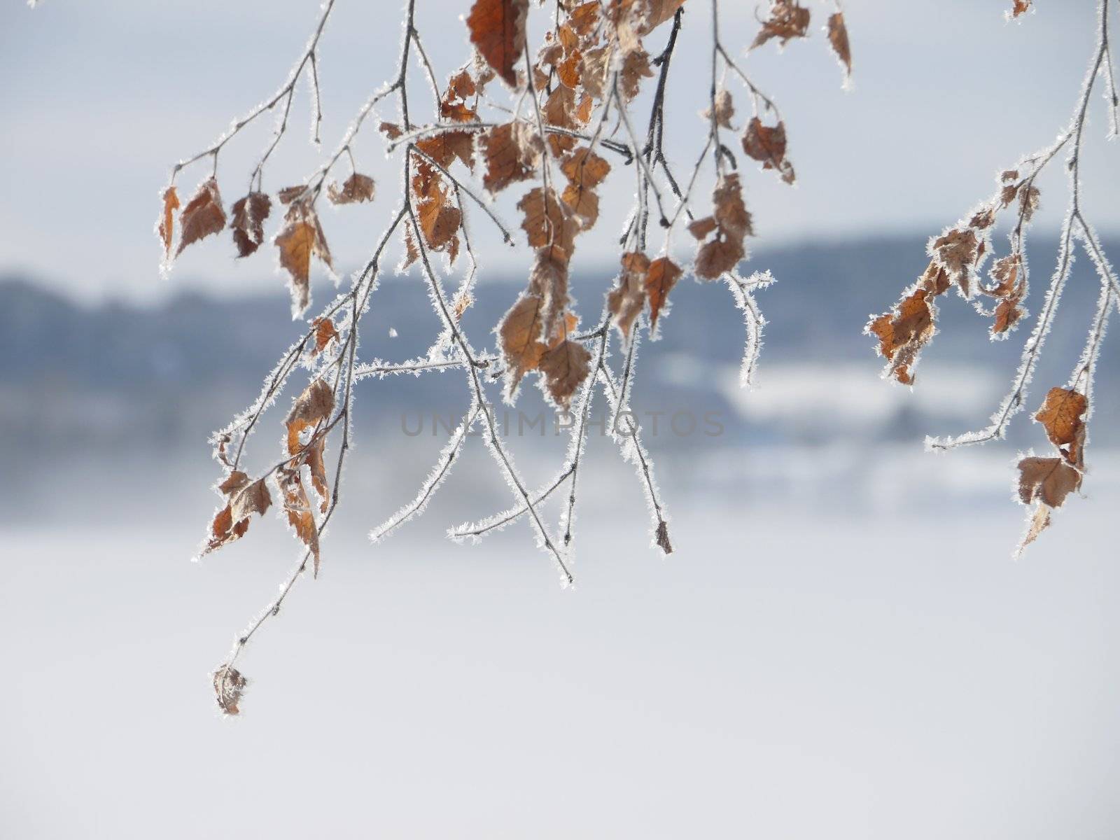 frozen drips on branch