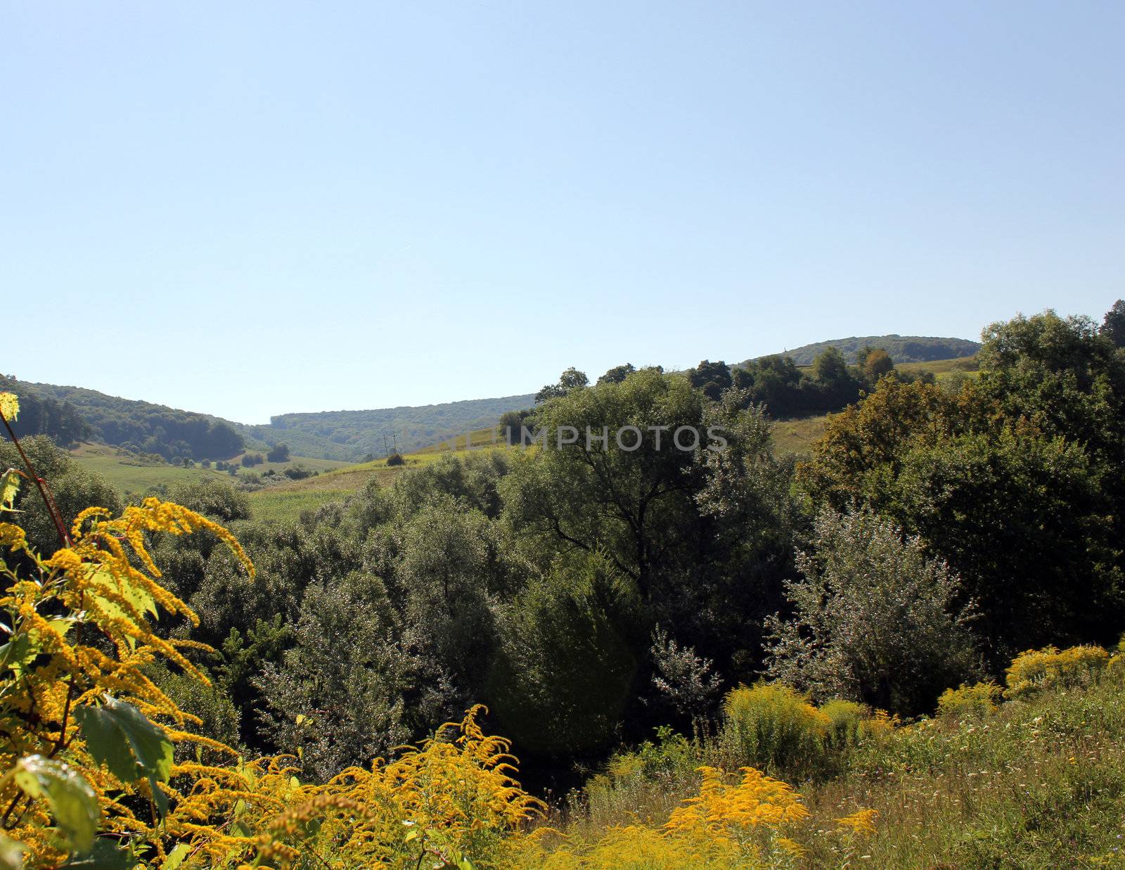 Summer background landscape with flowers and forest