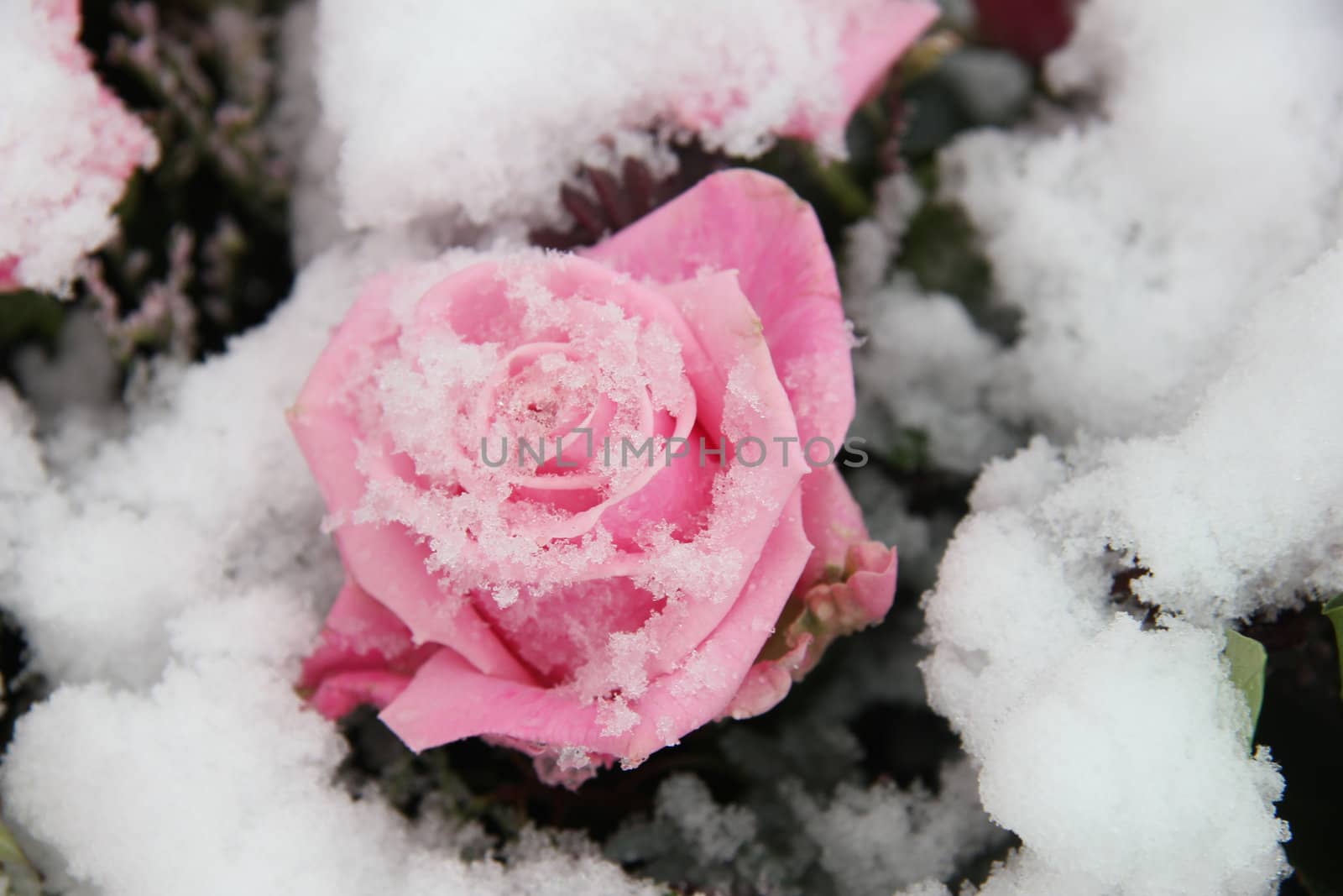 Big pink rose, covered with fresh snowflakes