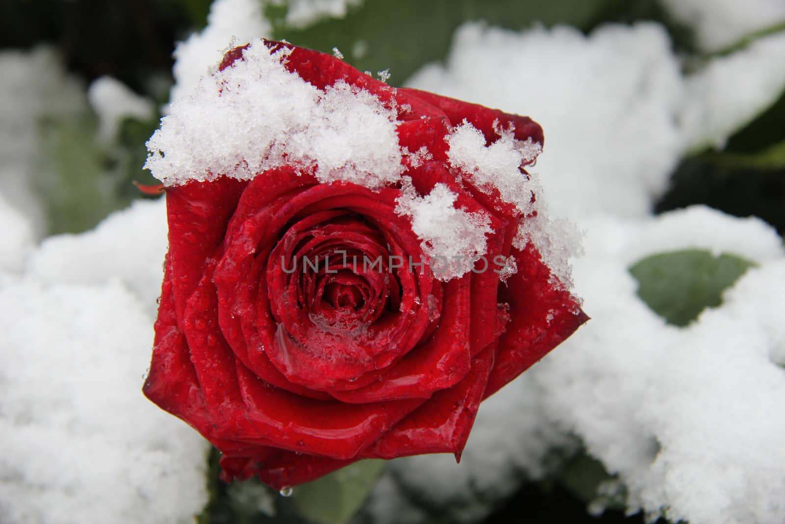 Red rose, covered with fresh snowflakes