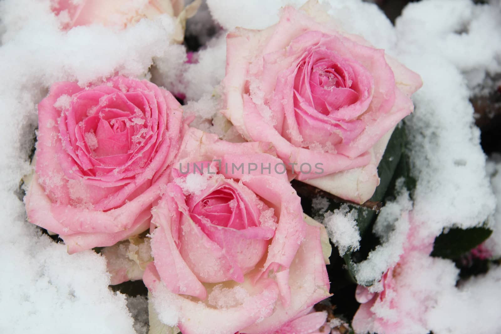Big pink roses, covered with fresh snow