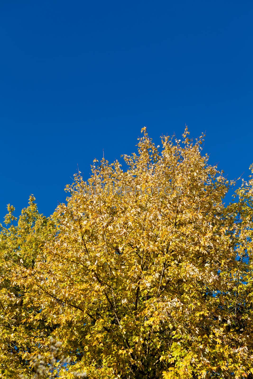 beautiful blue sky and yellow tree in autumn sunlight background