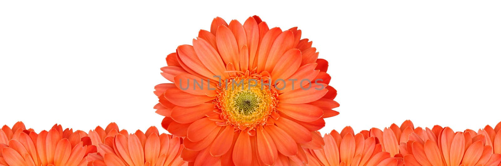 Gerbera flower create a frame on white background by foto76