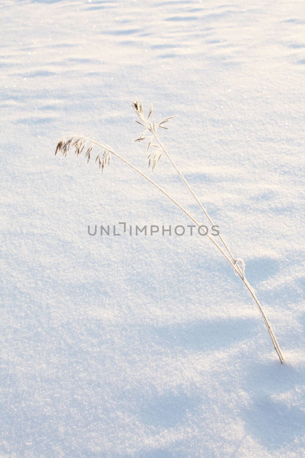 two stalks of grass covered in frost, on a background of glittering pristine snow.