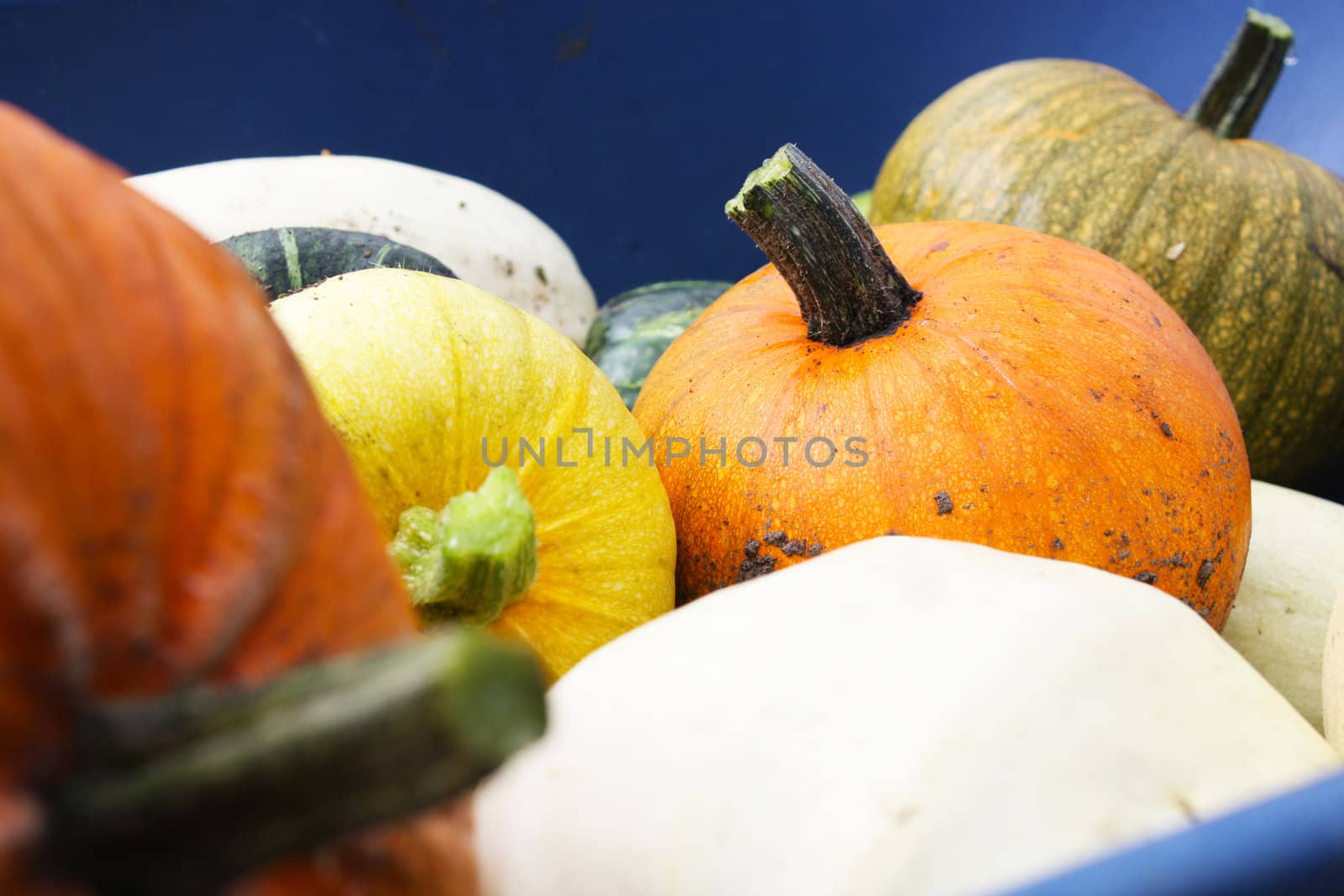Close-up background image of a variety of organic heirloom winter squashes, including pumpkins, in a blue wheelbarrow.  







Squash Harvest II