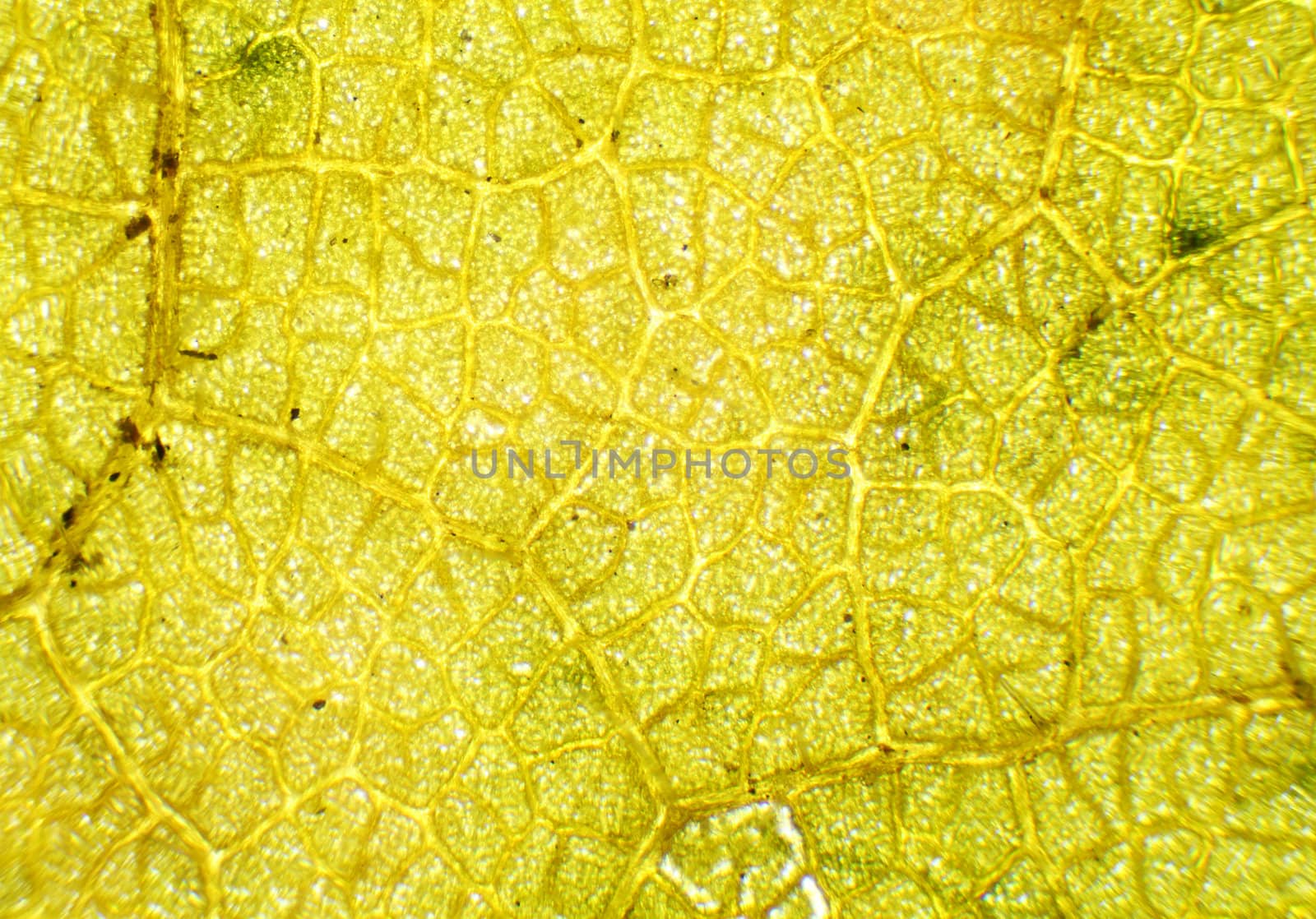 Linden leaf under the microscope, background. (Tilia)
