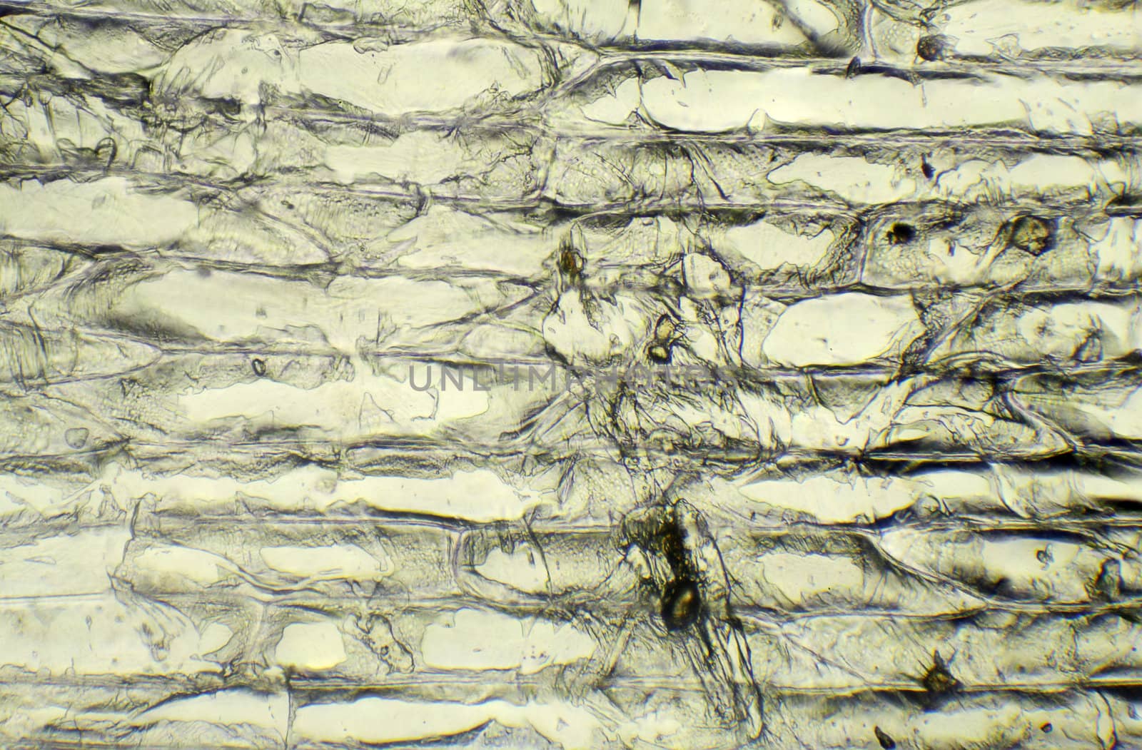Onion under the microscope, background. (Allium cepa)
