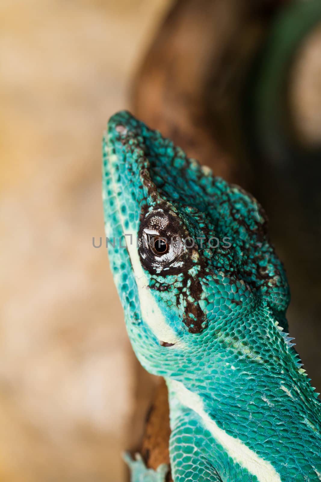 Knight Anole in the nature ( Anolis equestris )