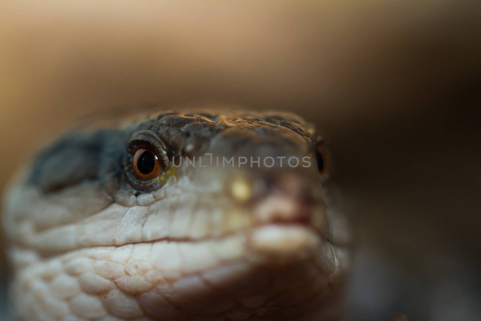 Macro of blue tongued skinks eye