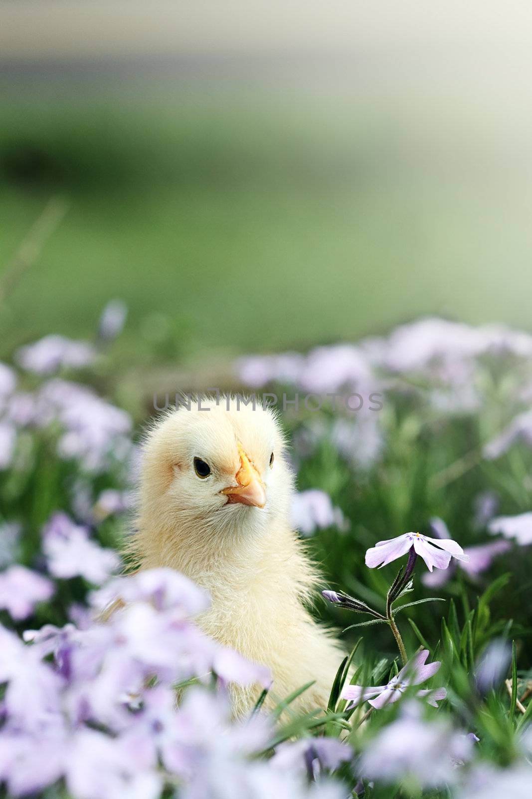 Curious little chick peeking above a bed of lavendar colored spring flowers. Extreme shallow depth of field with some blur on lower portion of image. 