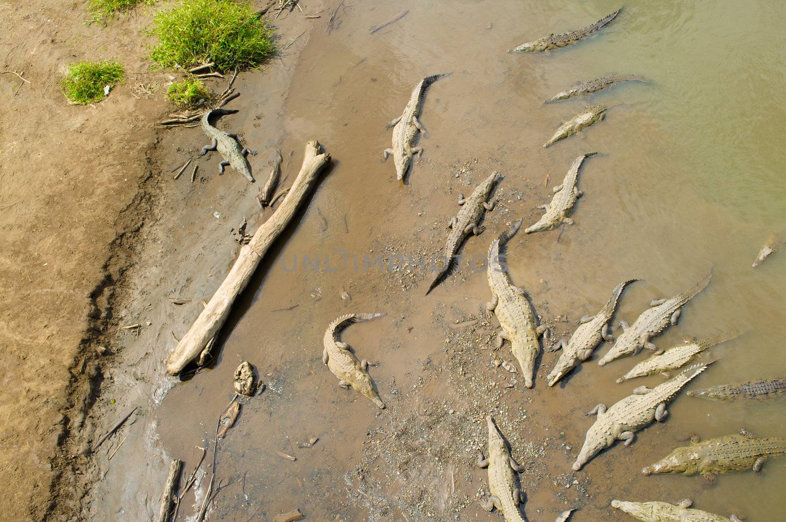 Crocodiles resting under the sun in Tarcoles river, Costa Rica
