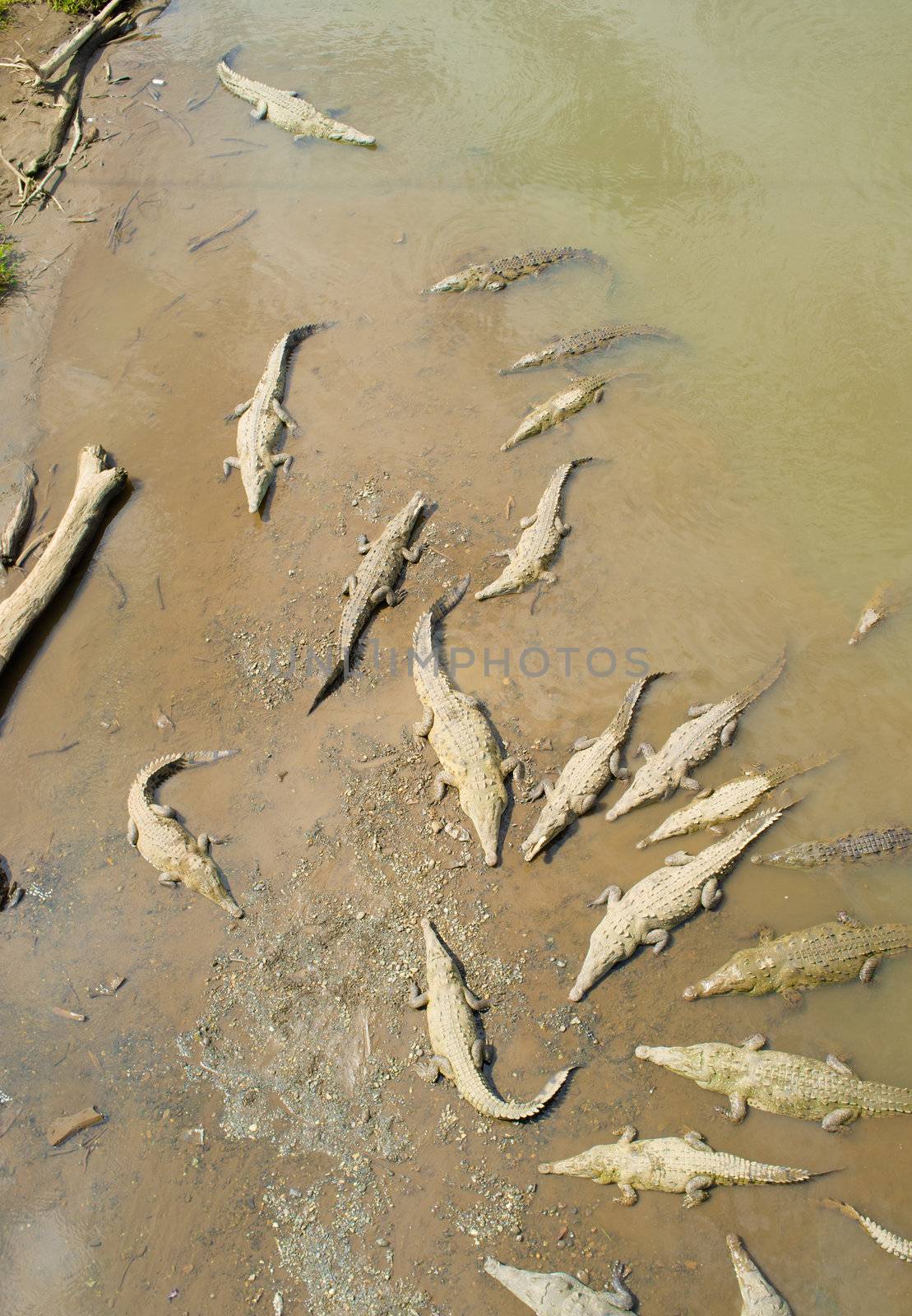 Group of crocodiles resting in Tarcoles river, Costa Rica