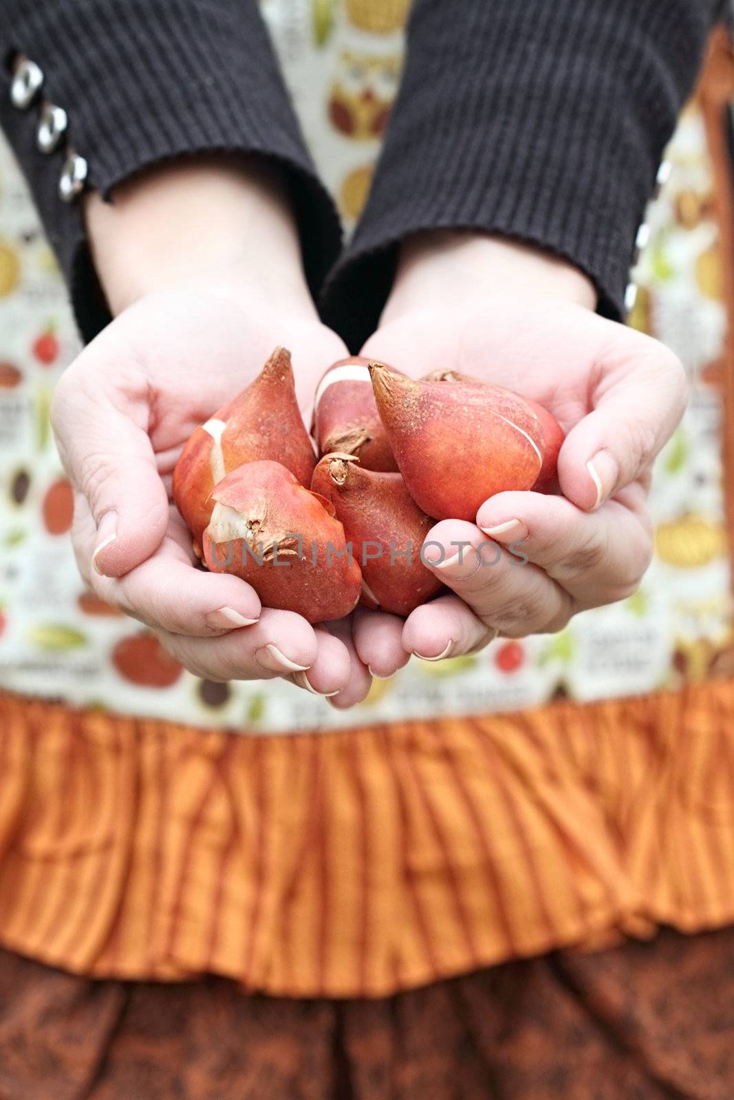 Gardener's hands holding tulip flower bulbs before planting.