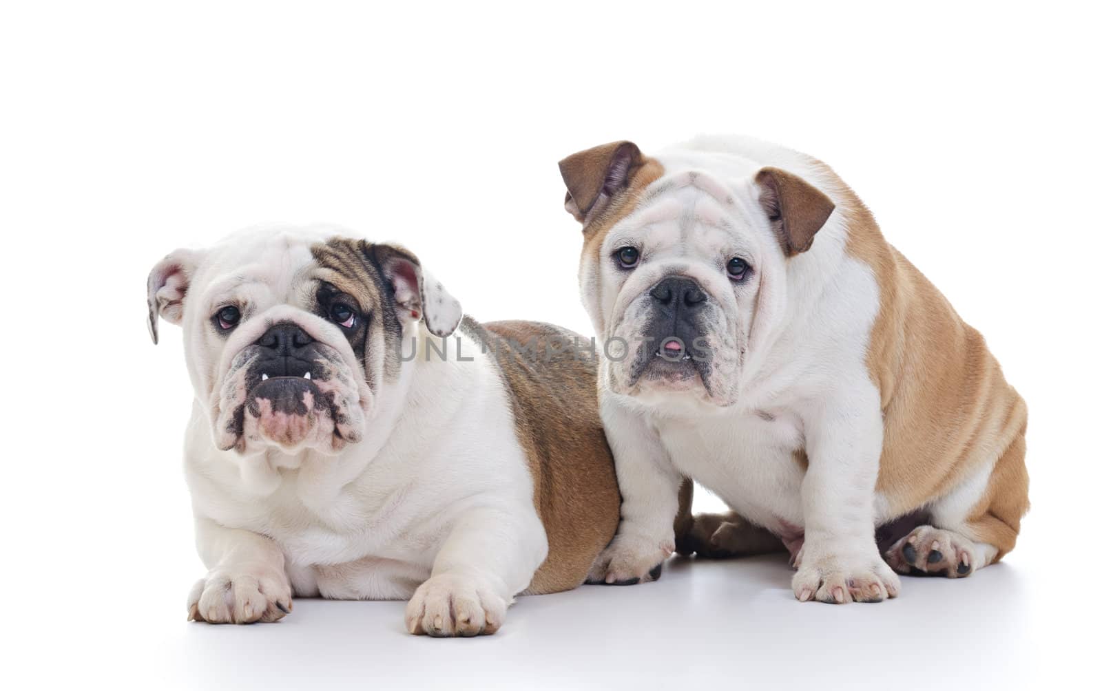 Two English Bulldog Dogs looking at camera, eye contact, over white