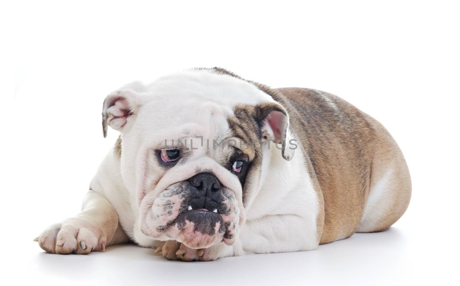 English Bulldog laying and looking off camera, over white background