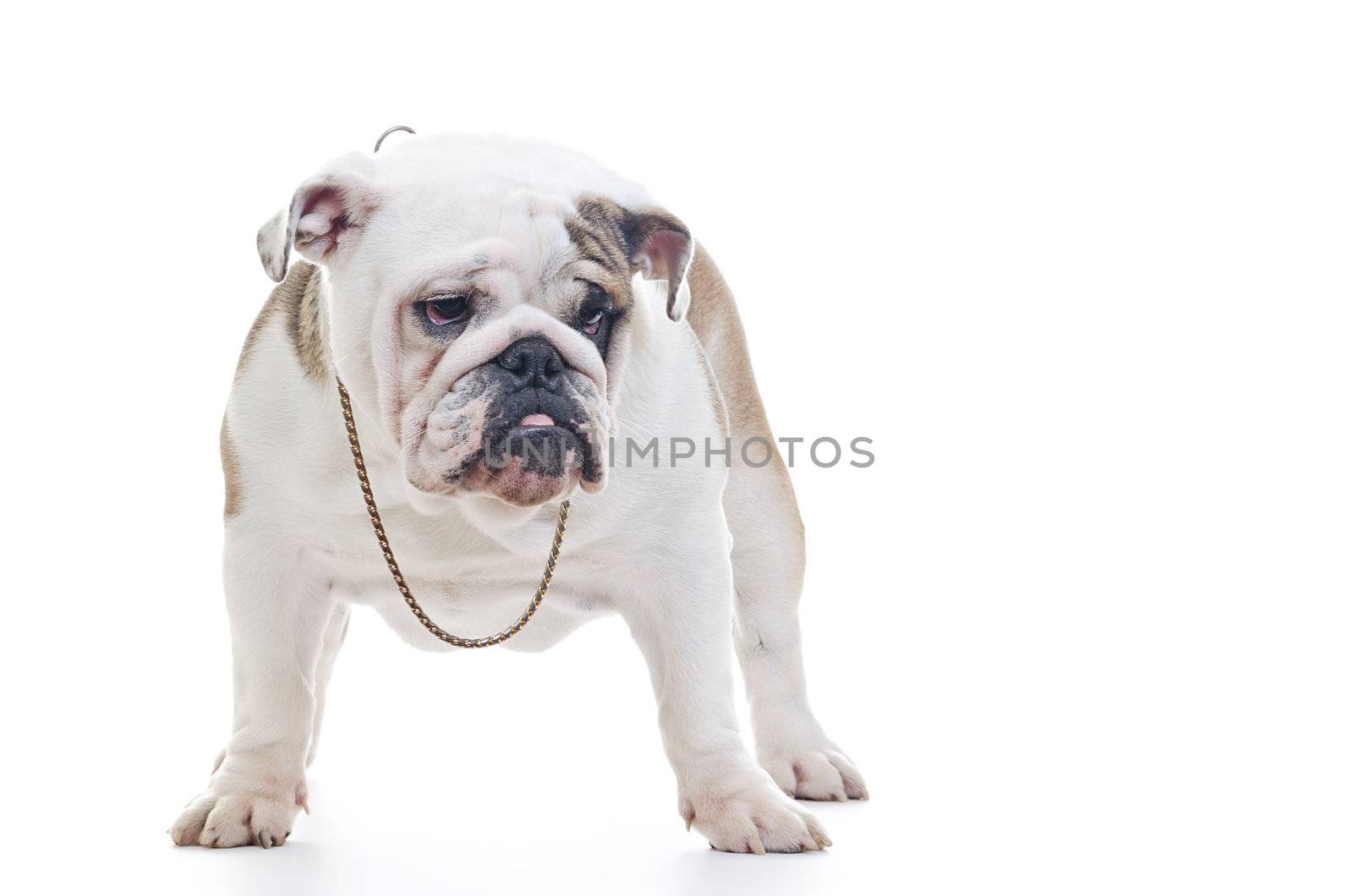 English Bulldog wearing neckleace standing and looking off camera, over white background