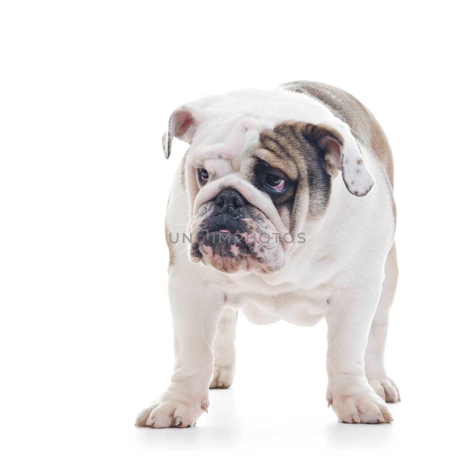 english bulldog by milinz