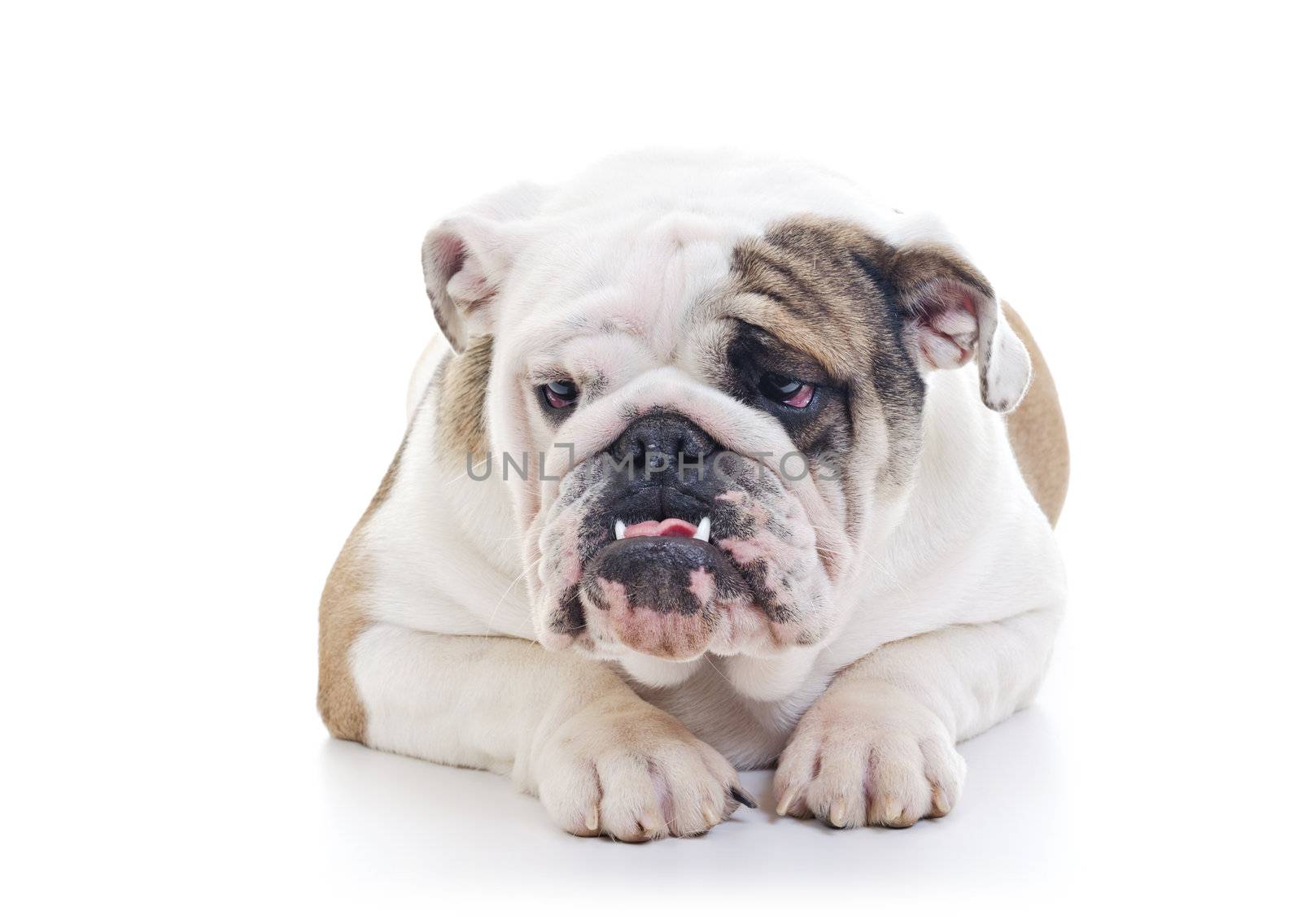 English Bulldog laying and looking off camera, over white background